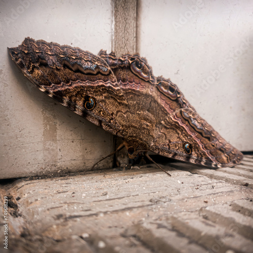 Beautiful brown butterfly on the ground photo