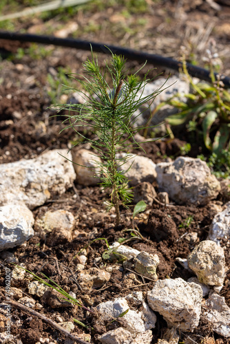 pine tree growing in the sand