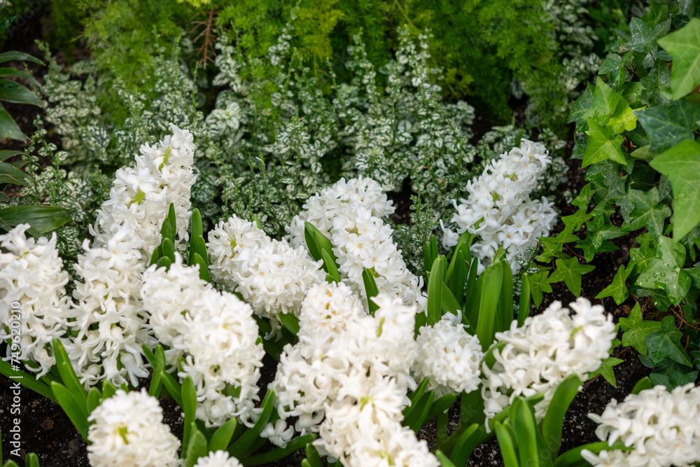 aerial view of white hyacinth flower spikes in bloom at the conservatory aerial view of white hyacinth flower spikes in bloom at the conservatory