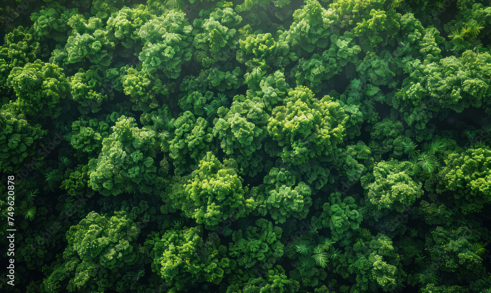 lush green treetops from aerial view in dense forest for environmental , earth day concept wallpaper lush green treetops from aerial view in dense forest for environmental , earth day concept wallpaper