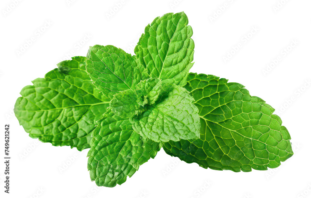 Fresh green mint leaves, cut out - stock png. Fresh green mint leaves, cut out - stock png.