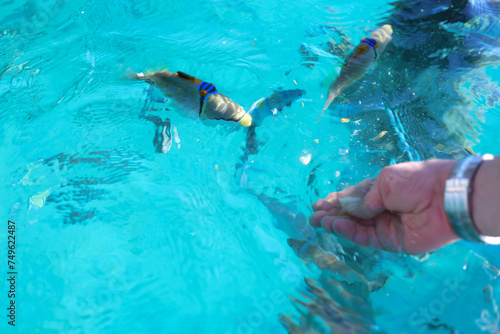 Fototapeta Naklejka Na Ścianę i Meble -  Man's hand feeds coral multicolored fish underwater. Unity with nature. Summer Activity.