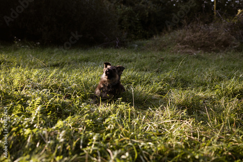 the puppy went for a walk in nature © Olesia