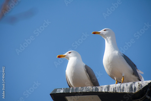 Two seagulls standing on a street lamp