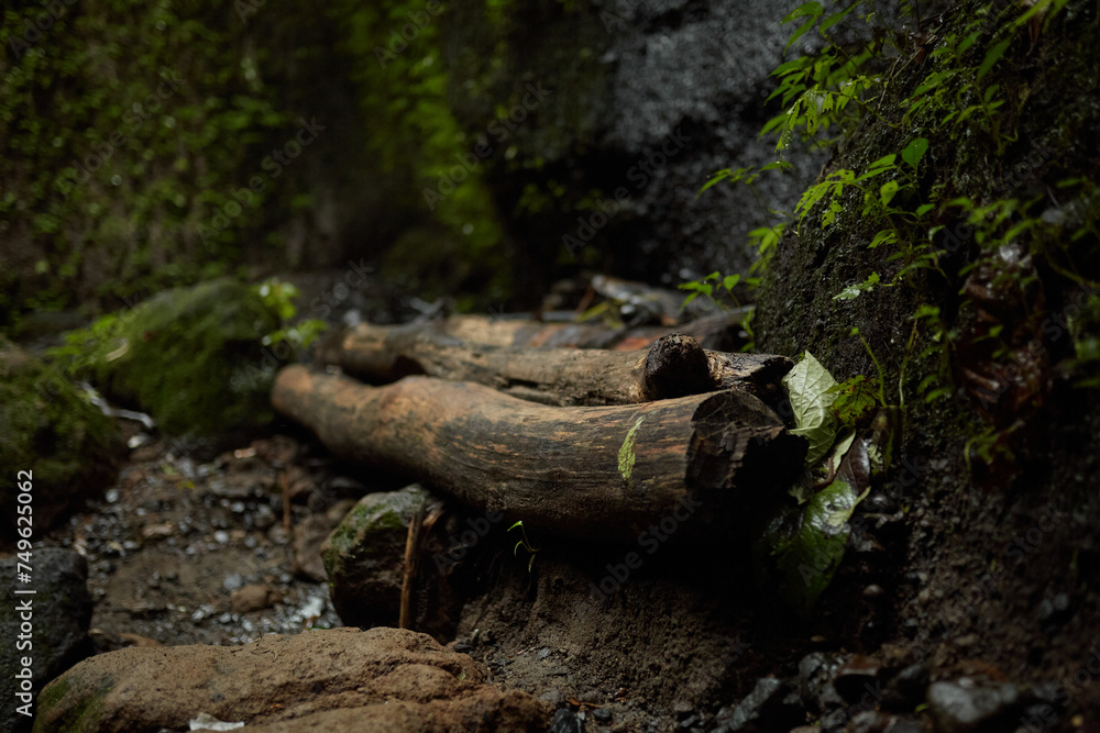 Old tree logs in moss lie under a rock in the jungle. Old tree logs in moss lie under a rock in the jungle.