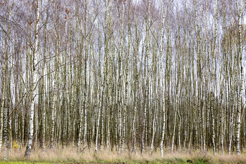 Fototapeta Naklejka Na Ścianę i Meble -  Las- młode brzozy 