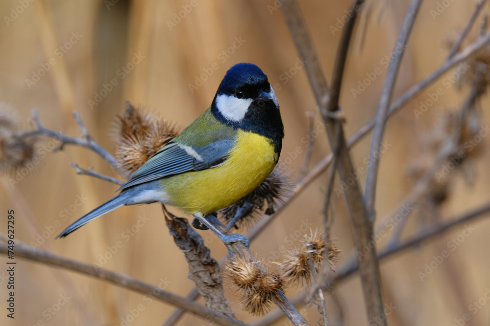 Fototapeta premium Great Tit on a dry wildflower