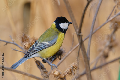 Great TIt sits on a dry plant 