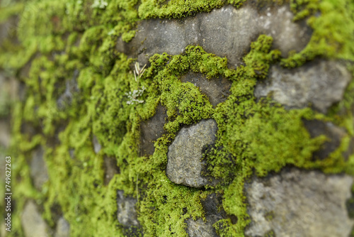 The old stone wall is covered with moss. © Kate