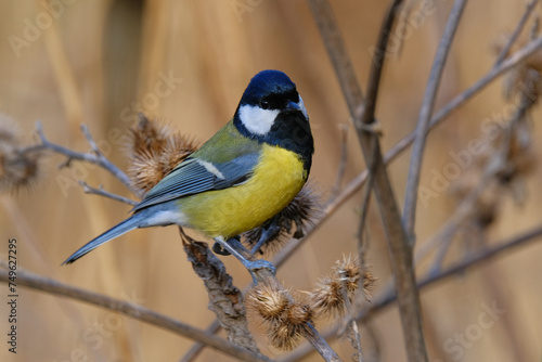 Great Tit on a dry wildflower