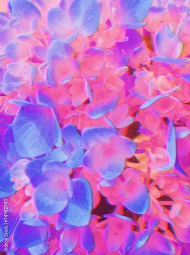 Pink and blue rose petals, flower nature floral color 