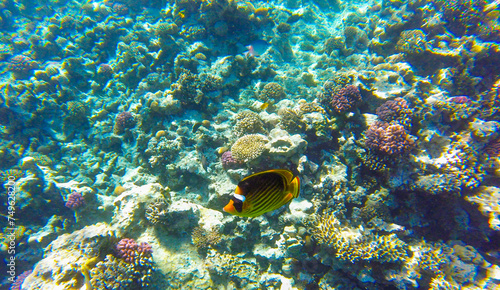coral reef with inhabitants in Egypt Sahl Hasheesh for banner background © serhii