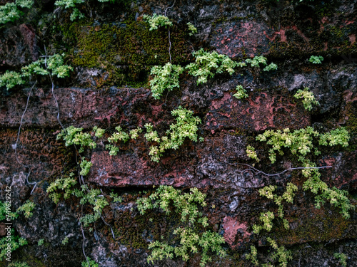 red brick walls with lush greenery. mossy brick wall texture 