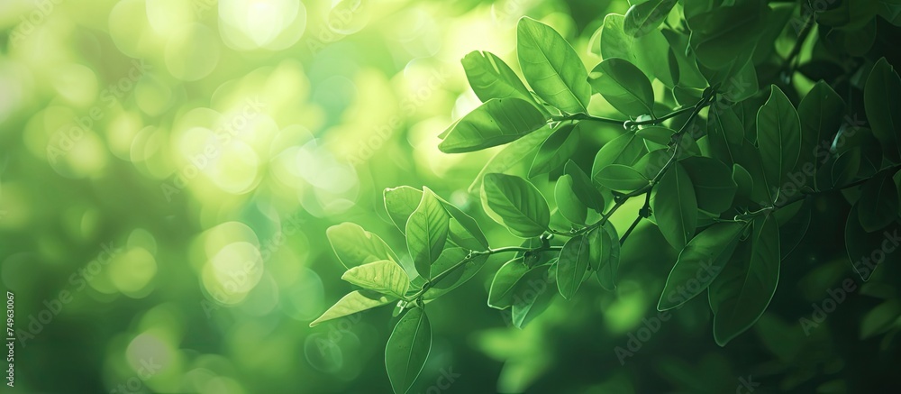 This close-up view showcases the intricate details of a green leafy tree, highlighting the lush foliage and vibrant hues. The photo captures the natural beauty of the tree up close, with its leaves This close-up view showcases the intricate details of a green leafy tree, highlighting the lush foliage and vibrant hues. The photo captures the natural beauty of the tree up close, with its leaves