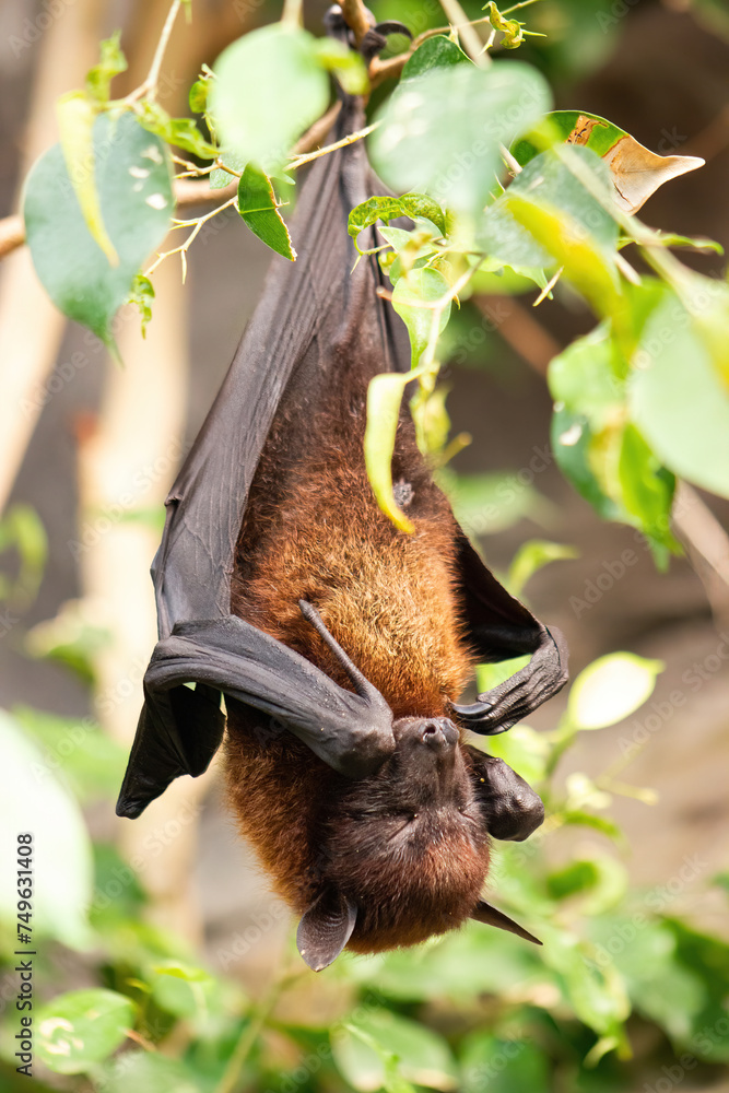  Close-up of an Indian flying fox hanging from a tree. Pteropus giganteus.