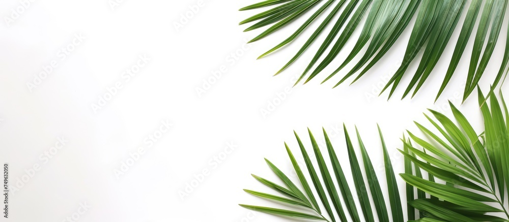 Several green palm leaves are isolated against a plain white background, with each leaf showcasing its unique shape and texture. The leaves appear vibrant and fresh, creating a tropical and summery