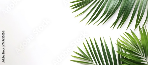 Several green palm leaves are isolated against a plain white background, with each leaf showcasing its unique shape and texture. The leaves appear vibrant and fresh, creating a tropical and summery