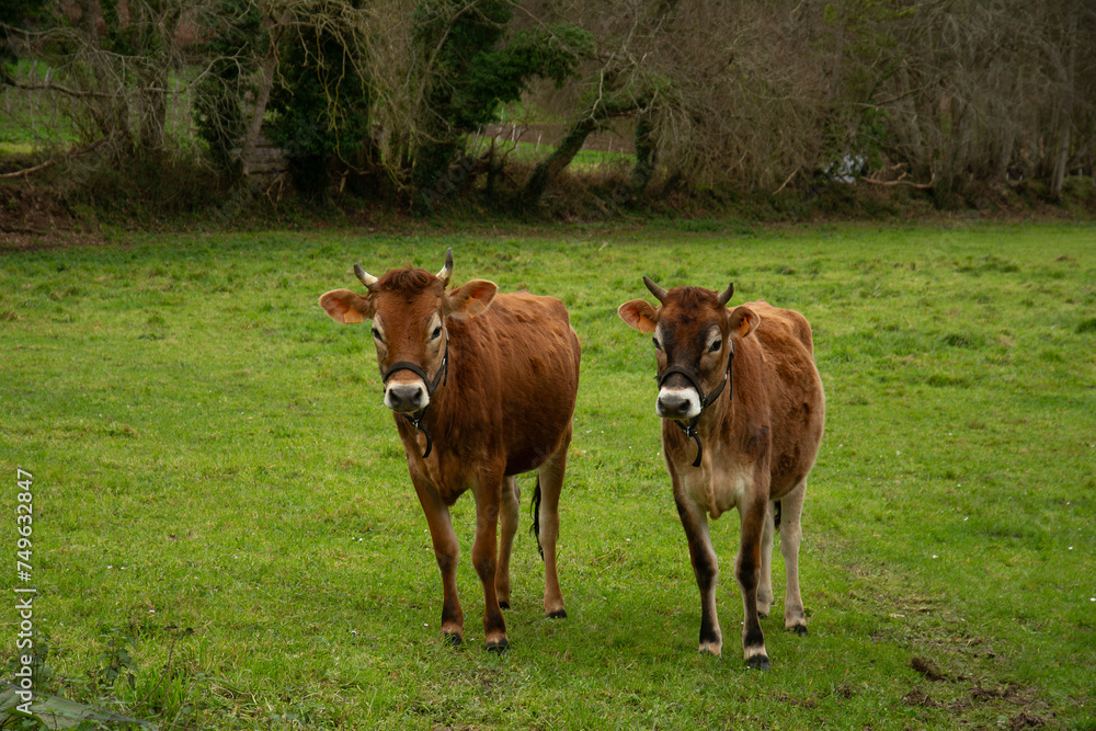 Fototapeta premium Vaches dans un pré en Bretagne-France