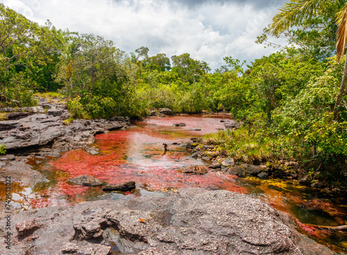 Rote Wasserpflanzen in den Cano Crystales, Kolumbien photo