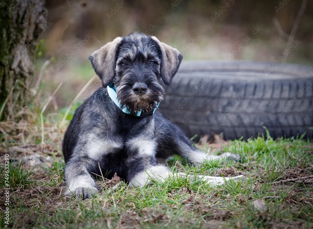 Cute Giant Schnauzer Pepper and Salt puppy Cute Giant Schnauzer Pepper and Salt puppy
