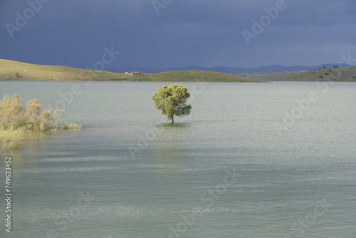 Árbol en el agua