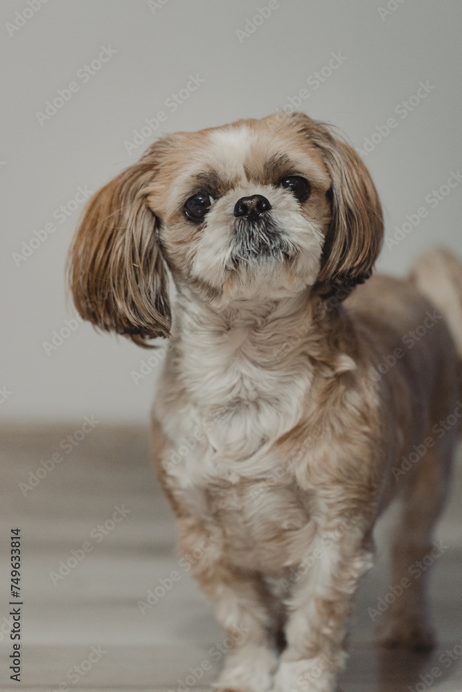 Portrait of dog shih tzu, blurred background, film warm appearance (selective focus) Portrait of dog shih tzu, blurred background, film warm appearance (selective focus)