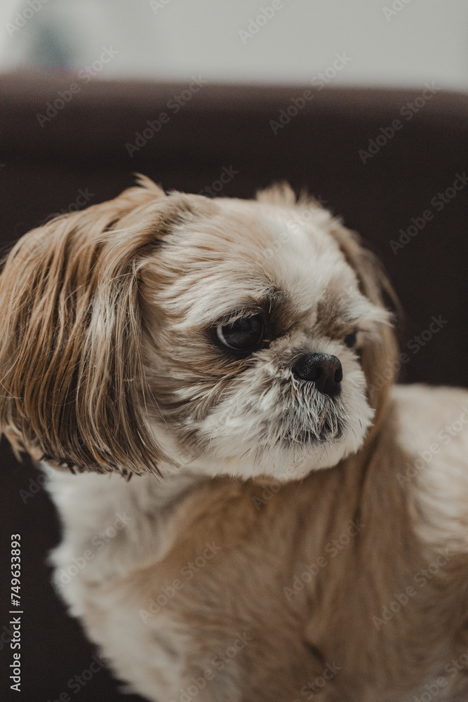 Portrait of dog shih tzu, blurred background, film warm appearance (selective focus) Portrait of dog shih tzu, blurred background, film warm appearance (selective focus)