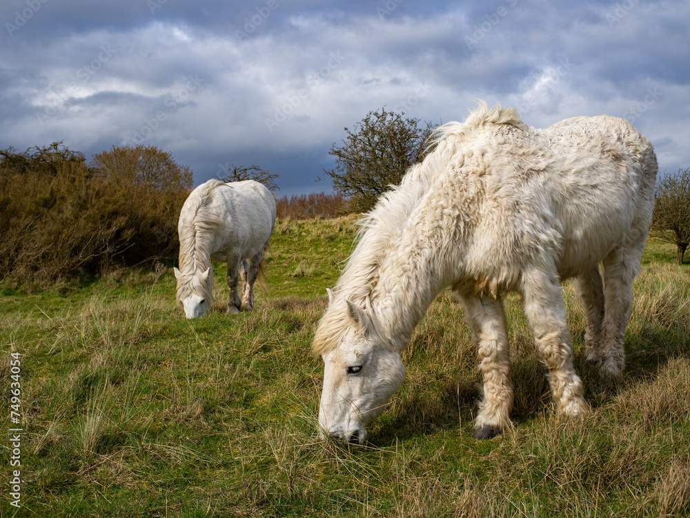 Wild white horse and brown in the field grazing. Camargue Horses standing in salt marshlands, Camargue in Lincolnshire UK. Different Breeds Of Horses In The Pasture. Wild white horse and brown in the field grazing. Camargue Horses standing in salt marshlands, Camargue in Lincolnshire UK. Different Breeds Of Horses In The Pasture.