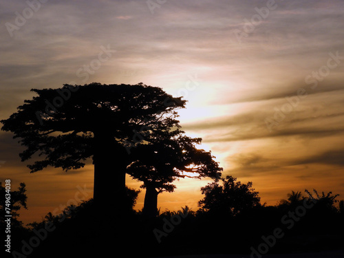 Trees Baobabs