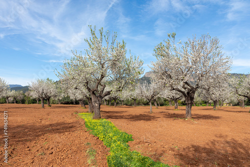 Almond trees in bloom in Mallorca. Field of almond trees at the foot of the Serra de Tramuntana mountains on the island of Mallorca  Balearic Islands  Spain .