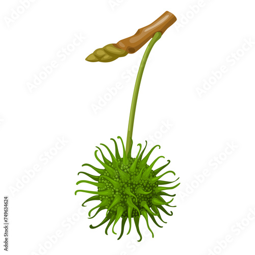 Vector illustration, American sweetgum, scientific name Liquidambar styraciflua, isolated on white background.