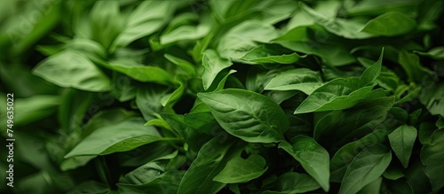 A detailed view of a cluster of vibrant green leaves  freshly picked and young  originating from a local farm. The leaves appear to be bursting with freshness and vitality.