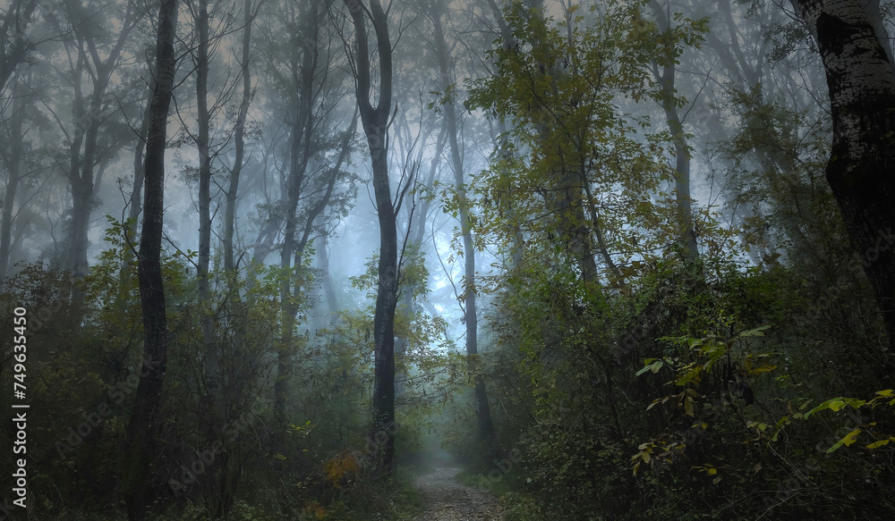 Obraz premium morning in the woods