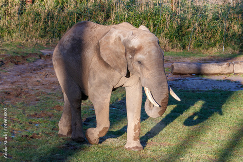 Elefantenbulle im Zoo