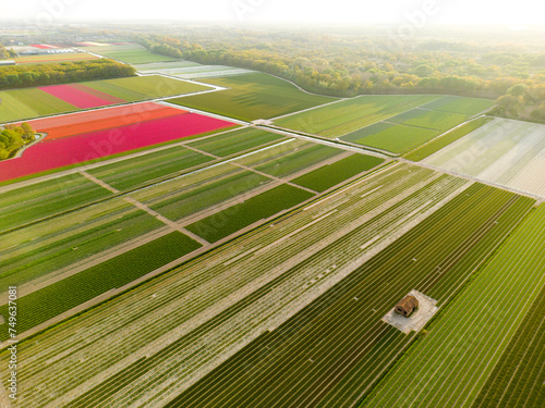 Aerial view of dutch tulip fields photo