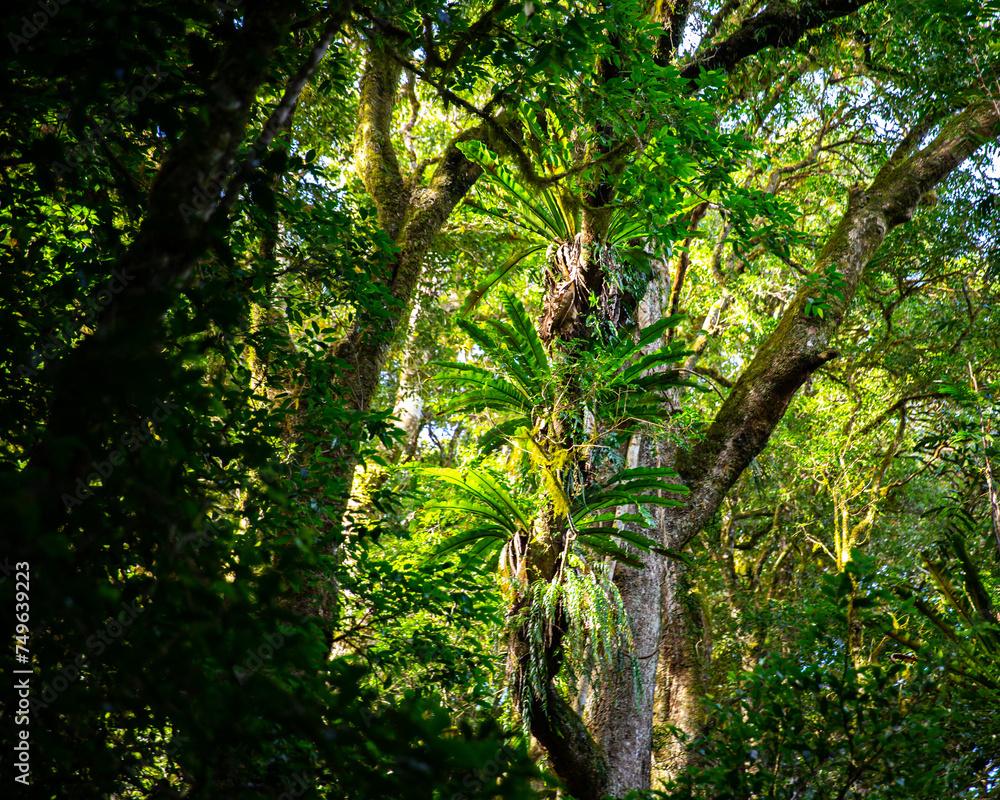 Fototapeta premium unique native vegetation in gondwana rainforest - lamington national park, albert river circuit; tree ferns in dense jungle near birsbane and gold coast, australia