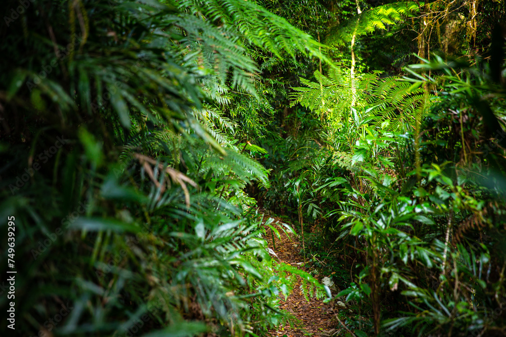 a path through dense, magic australian gondwana rainforest - lamington national park in green mountains section, albert river circuit trail in queensland, australia a path through dense, magic australian gondwana rainforest - lamington national park in green mountains section, albert river circuit trail in queensland, australia
