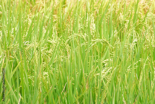 Rice crop in Brazil