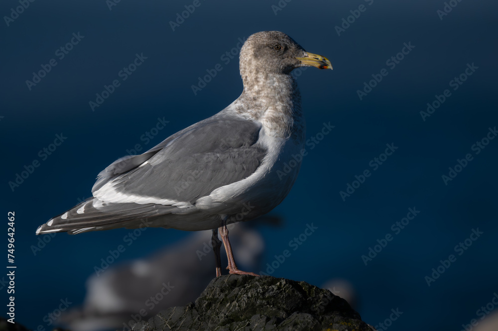 Fototapeta premium Seagull Perching on a Rock