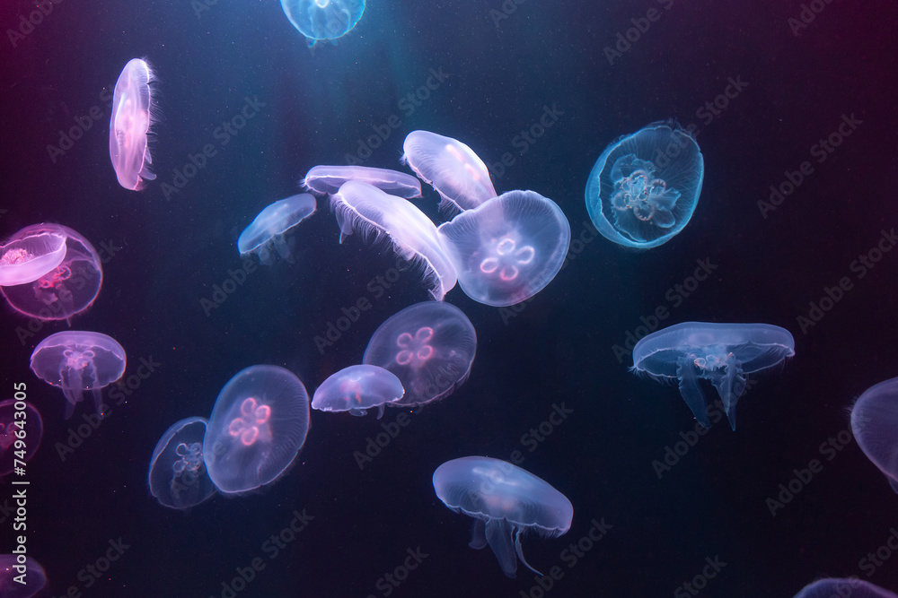 Big Jellyfish in aquarium Big Jellyfish in aquarium