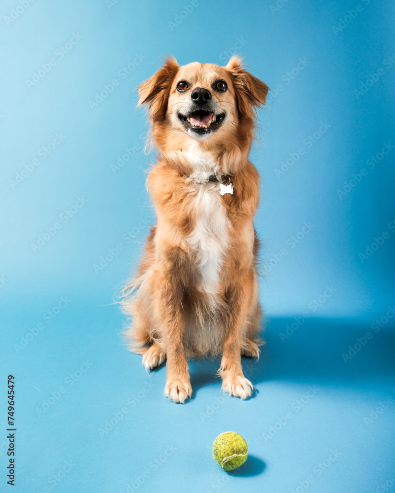 Happy Dog with Ball