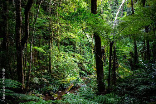 unique native vegetation in gondwana rainforest - lamington national park, albert river circuit; tree ferns in dense jungle near birsbane and gold coast, australia