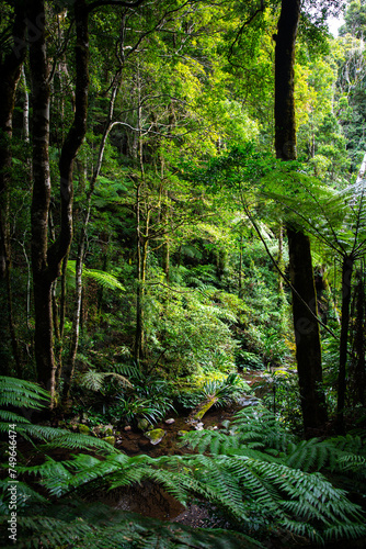 unique native vegetation in gondwana rainforest - lamington national park, albert river circuit; tree ferns in dense jungle near birsbane and gold coast, australia photo