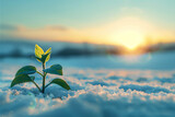 young plant growing in snowy field at sunrise