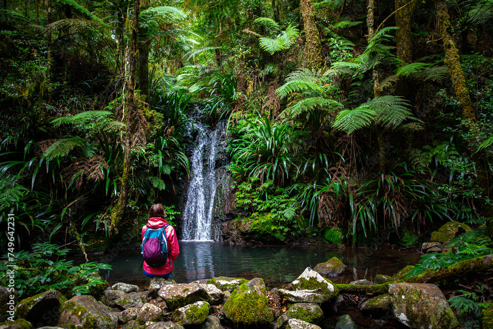 hiker woman admiring tropical waterfall in australian rainforest ...
