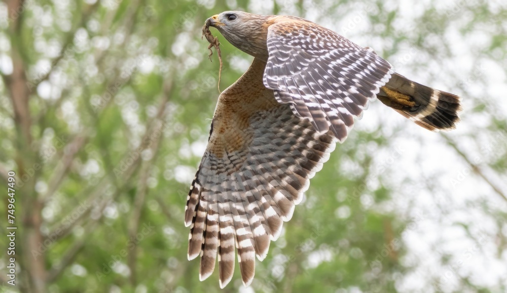 Obraz premium Florida red shouldered hawk, red shoulder hawk