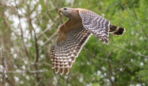 Florida red shouldered hawk, red shoulder hawk