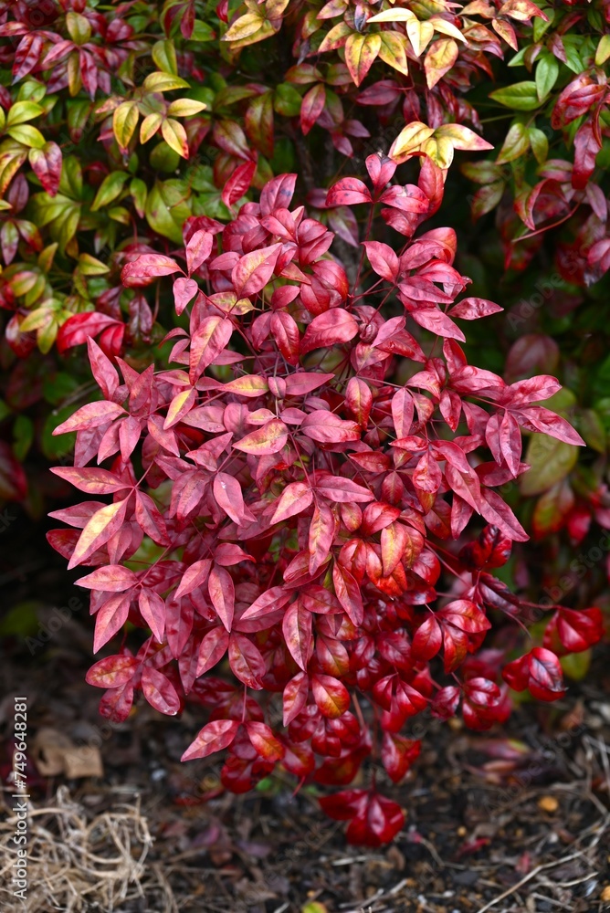 Horticultural variety of Nandina domestica. In Japan, it is called Otafukunanten. Berberidaceae evergreen shrub. Beautifully colored leaves in winter. Horticultural variety of Nandina domestica. In Japan, it is called Otafukunanten. Berberidaceae evergreen shrub. Beautifully colored leaves in winter.