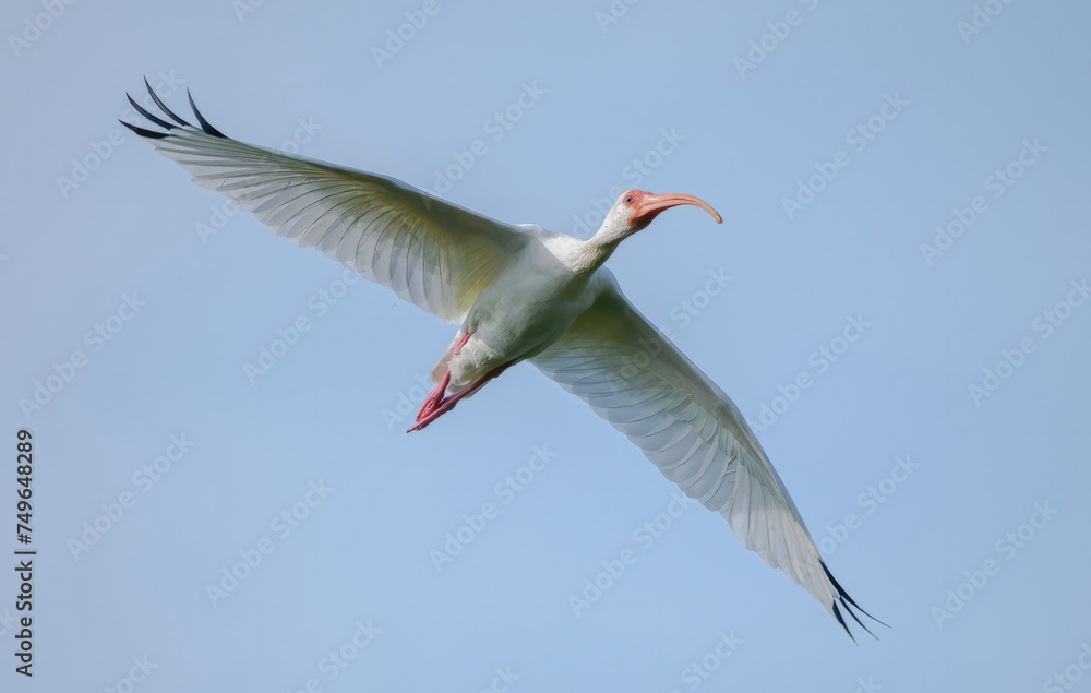 Florida ibis, white ibis, ibis bird, white feathers Florida ibis, white ibis, ibis bird, white feathers
