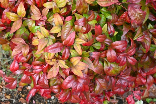 Horticultural variety of Nandina domestica. In Japan, it is called Otafukunanten. Berberidaceae evergreen shrub. Beautifully colored leaves in winter. photo